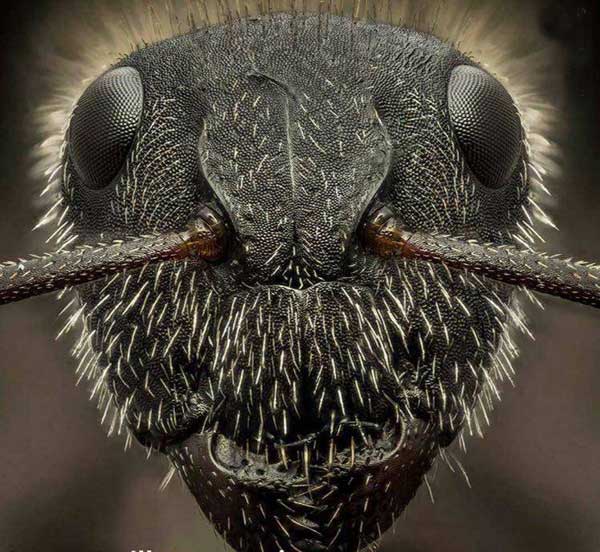 صورت مورچه از نمای نزدیک +عکس