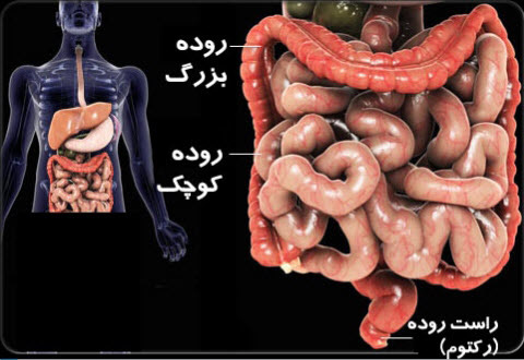 6 خوراکی برای تضمین سلامت روده 6 خوراکی برای تضمین سلامت روده