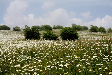 طبیعتی به رویایی جنگل فندقلو+تصاویر