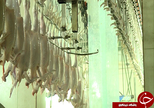 خواص درمانی پای مرغ/صادرات پای مرغ به آسیای شرقی