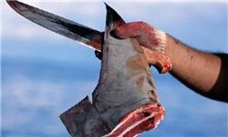 سوپ باله چینی با طعم کوسه ایرانی!