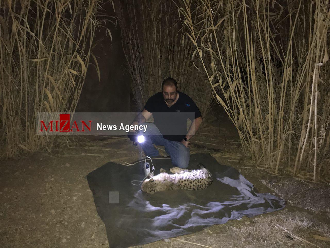 سرنوشت یوزپلنگ کشف شده در تهران/ ایران خانوم چطور سر از پایتخت درآورد +تصاویر جدید سرنوشت یوزپلنگ کشف شده در تهران/ ایران خانوم چطور سر از پایتخت درآورد +تصاویر جدید