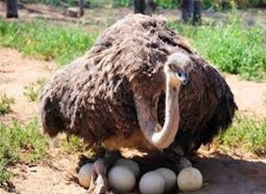 چگونه گرانی تخم مرغ را مدیریت کنیم؟ چگونه گرانی تخم مرغ را مدیریت کنیم؟