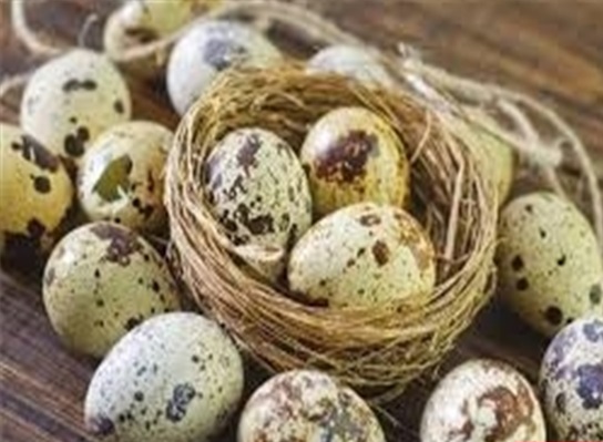 چگونه گرانی تخم مرغ را مدیریت کنیم؟ چگونه گرانی تخم مرغ را مدیریت کنیم؟