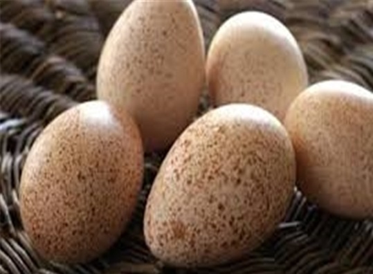 چگونه گرانی تخم مرغ را مدیریت کنیم؟ چگونه گرانی تخم مرغ را مدیریت کنیم؟