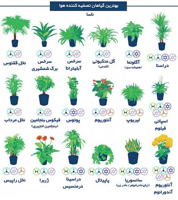 بهترین گیاهان آپارتمانی تصفیه کننده هوا را بشناسید + عکس بهترین گیاهان آپارتمانی تصفیه کننده هوا را بشناسید + عکس
