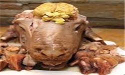 دلایلی که نباید زبان و مغز گوسفند بخورید