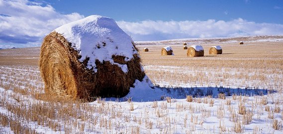 توصیه‌های هواشناسی کشاورزی با توجه به کاهش دما