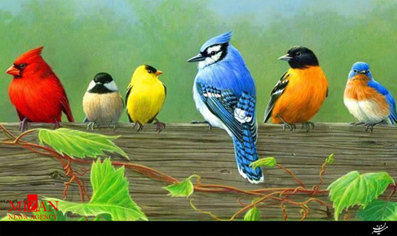 نگهداری مرد هندی از حدود  2 هزار پرنده + فیلم