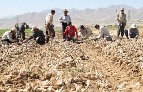 تفکیک دستمزد کارگران روستایی/ بیشترین دریافتی مردان 2.1 میلیون تومان