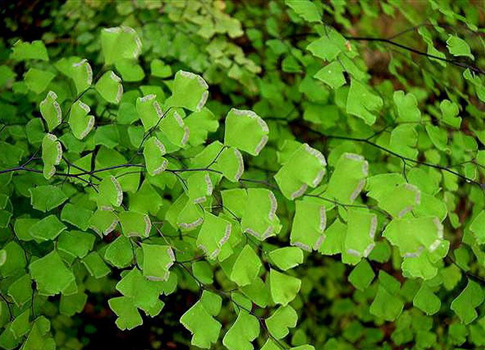 تیر خلاص پرسیاوشان به تنگی نفس