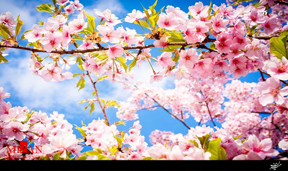 ترانه بهاری بارون و بهار با صدای رضا صادقی + صوت ترانه بهاری بارون و بهار با صدای رضا صادقی + صوت