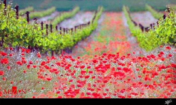 ترانه بهاری بوی بهار با صدای عبدالحسین مختاباد + صوت ترانه بهاری بوی بهار با صدای عبدالحسین مختاباد + صوت