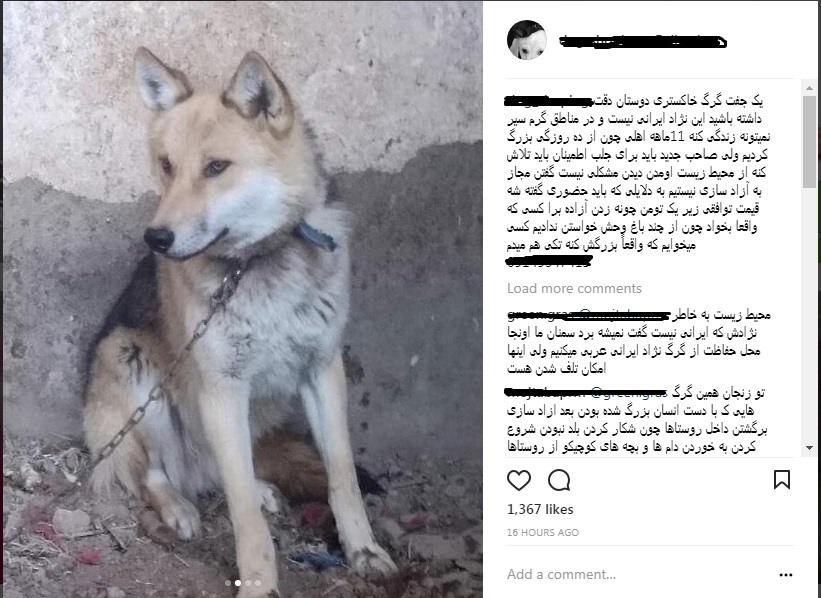 فروش «گرگ اهلی» یک میلیون تومان/ گرگهایی که اخلاق سگی دارند! فروش «گرگ اهلی» یک میلیون تومان/ گرگهایی که اخلاق سگی دارند!