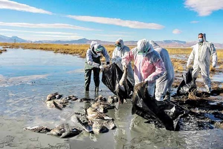 تشدیدگشت های زیست محیطی تهران همزمان با شیوع بیماری آنفولانزای پرندگان