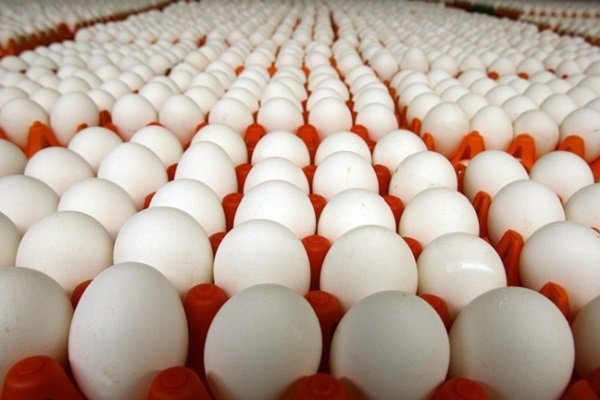 جمعیت مرغ‌های معدومی از ۲۷ میلیون قطعه گذشت!