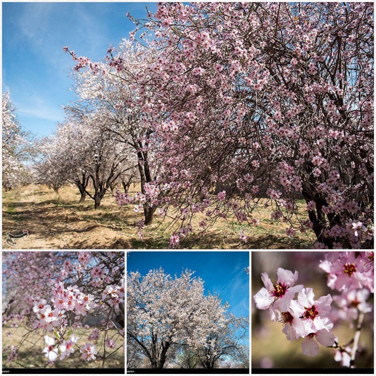 خالکوبی کره چشم/ ساخت هر پنج روز یک آسمان خراش در چین/ کشف گز با مغز تریاک/ تصویری از وزیر بهداشت در سال 57 خالکوبی کره چشم/ ساخت هر پنج روز یک آسمان خراش در چین/ کشف گز با مغز تریاک/ تصویری از وزیر بهداشت در سال 57