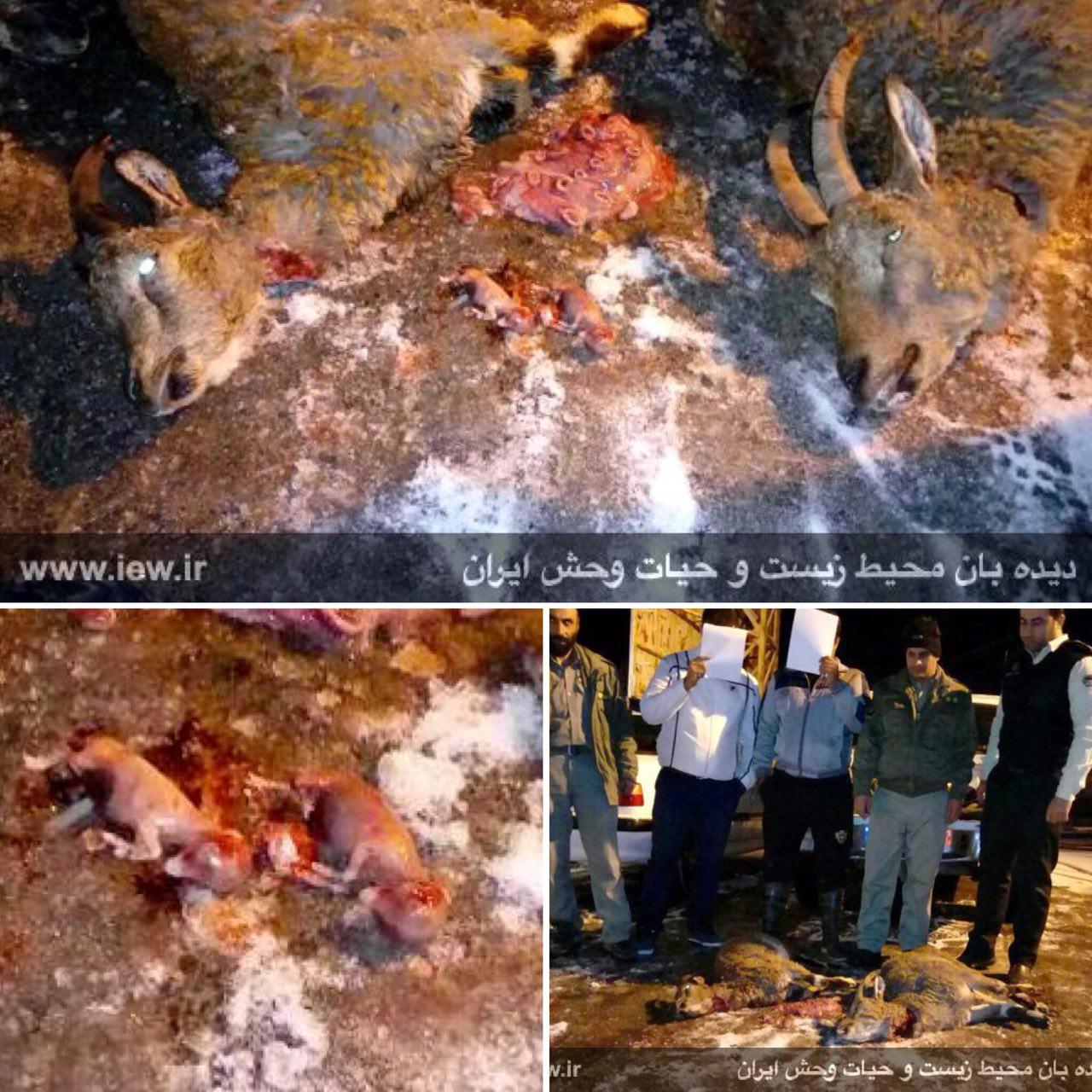 عکس یادگاری دختر ترامپ در کنار مقامات کره شمالی/ کشفیات جدید باستان‌شناسان در دره نیل مصر/ قاتلان بزرگ دنیا را بشناسید