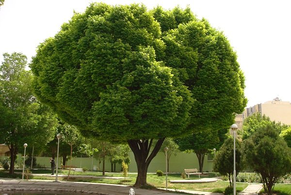 محل زندگی سرسبز به تقویت رشد مغز کودکان کمک می کند