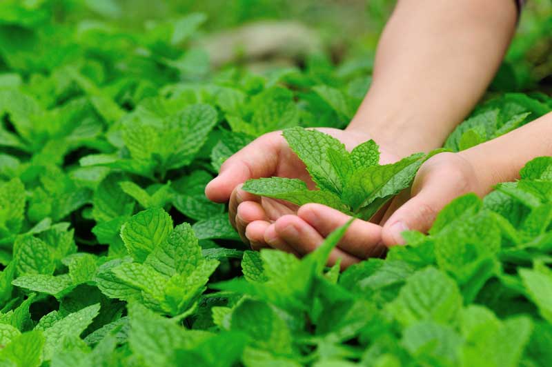 پرورش نعناع در آپارتمان چه خواصی دارد؟/عیدانه