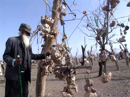 معرفی باغ سنگی در کرمان