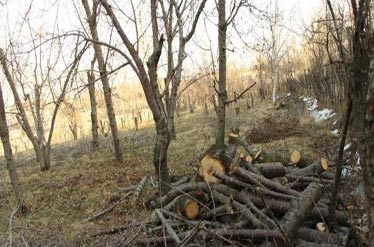 مافیای باغخواری به جان شهر تهران افتاده اند/ لغو مصوبه 