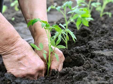 محکومان ۳۰ پرونده قضایی به جای زندان ۳ هزار درخت می‌کارند