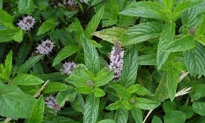 بادرنجبویه، برای چه کسانی مضر است؟