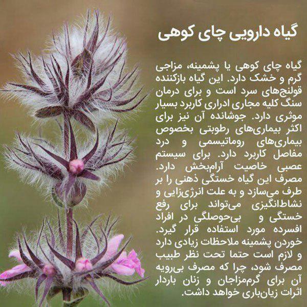 بدل بهنام بنانی هم پیدا شد/ حقوق های نجومی در دانشگاه آزاد/ دزد اسکار دستگیر شد/ خطر 7 برابری گل نسبت به حشیش