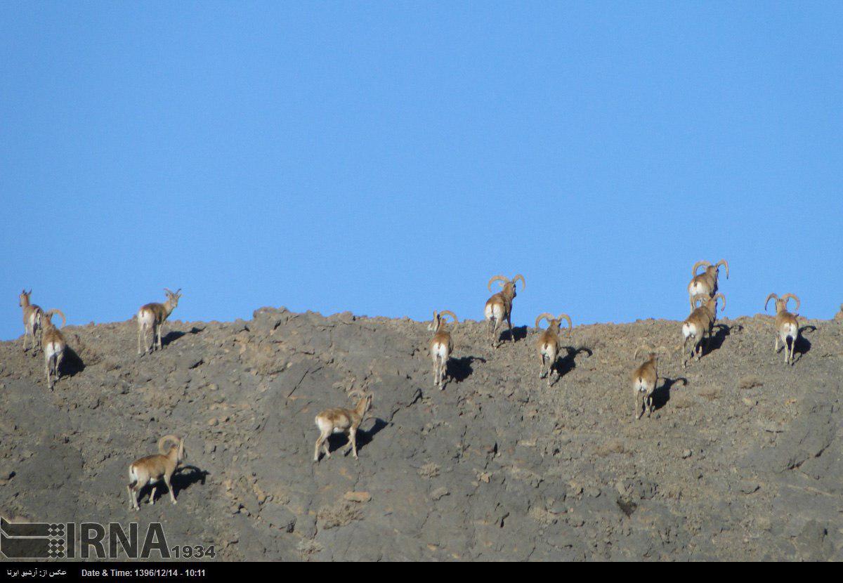 آمار تاکسی آنلاین ها به روایت ایسپا/ فهرست میلیاردرهای ۲۰۱۸/ چهره ها دست بوس پدر ومادر/ فروش میوههای عجیب و غریب در قشم آمار تاکسی آنلاین ها به روایت ایسپا/ فهرست میلیاردرهای ۲۰۱۸/ چهره ها دست بوس پدر ومادر/ فروش میوههای عجیب و غریب در قشم