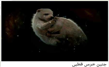 تصاویری زیبا از جنین حیوانات+ تصاویر تصاویری زیبا از جنین حیوانات+ تصاویر