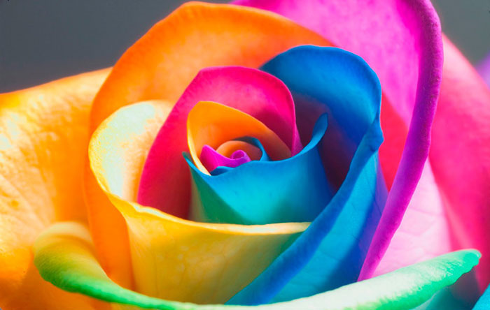 قیمت گل نسبت به سال 96 ارزان تر است