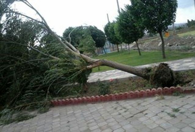 هشدار در مورد وزش شدید باد در تهران/ زیر درختان و تیر چراغ برق نروید