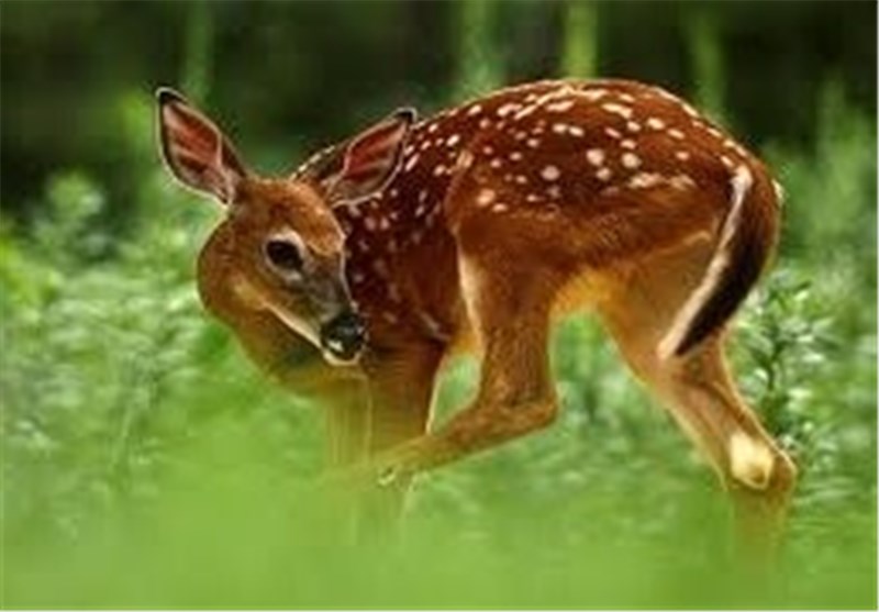 نخستین گوزن زرد در میانکتل کازرون متولد شد