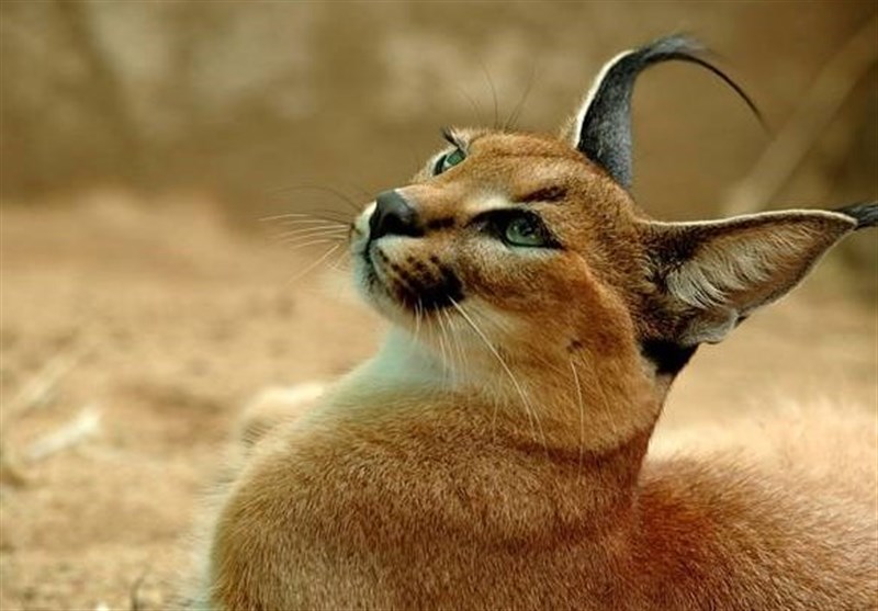 سیاهگوش واقعی کدام است: لینکس یا کاراکال؟ سیاهگوش واقعی کدام است: لینکس یا کاراکال؟