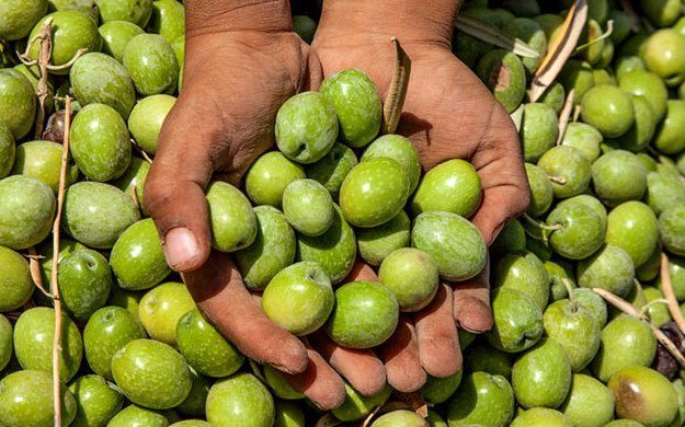 قاچاق، زیتون‌کاران کشور را فلج کرده است