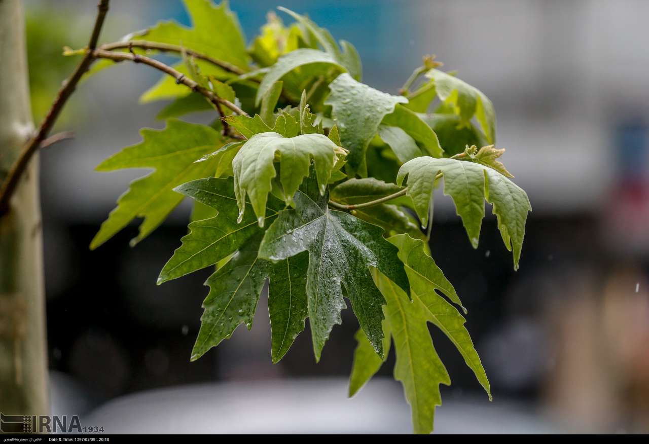 عکس/ هنرنمایی باران بهاری در پایتخت عکس/ هنرنمایی باران بهاری در پایتخت
