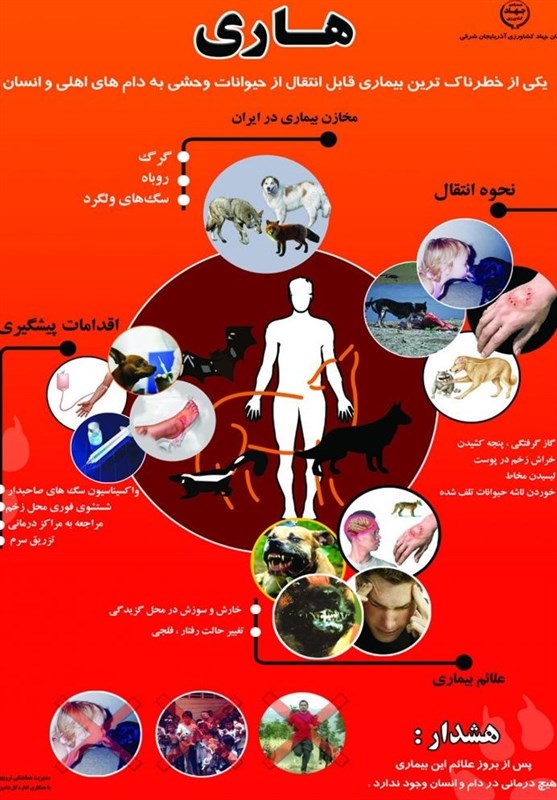 حرکات اضافی بدن در زمان مارگزیدگی ممنوع/جزئیات ابتلاء به هاری توسط گربه‌ها
