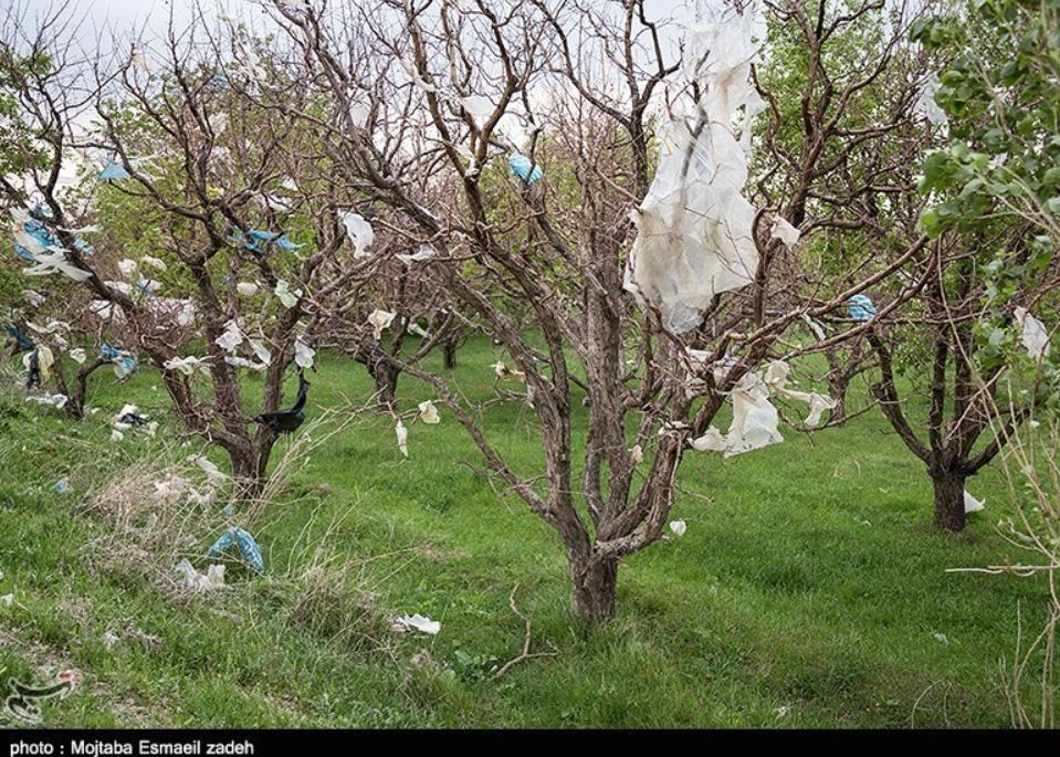 عکس/ شکوفه هایی از جنس پلاستیک بر درختان باغشهر ارومیه! عکس/ شکوفه هایی از جنس پلاستیک بر درختان باغشهر ارومیه!