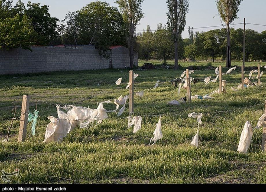 عکس/ شکوفه هایی از جنس پلاستیک بر درختان باغشهر ارومیه! عکس/ شکوفه هایی از جنس پلاستیک بر درختان باغشهر ارومیه!