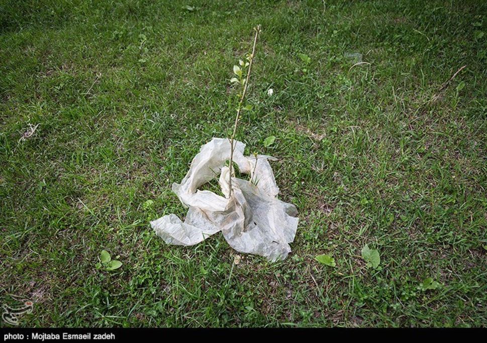 عکس/ شکوفه هایی از جنس پلاستیک بر درختان باغشهر ارومیه! عکس/ شکوفه هایی از جنس پلاستیک بر درختان باغشهر ارومیه!