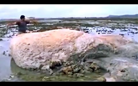 ظهور موجودی مرموز در سواحل ژاپن/عکس