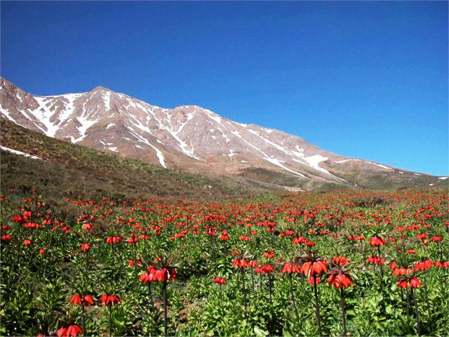 سفری به دشت لالههای واژگون گلستان کوه خوانسار+تصاویر سفری به دشت لالههای واژگون گلستان کوه خوانسار+تصاویر