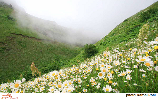 معجزه طب سنتی برای رفع ریزش مو