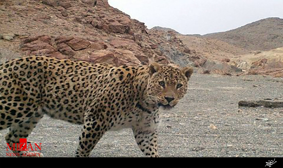 تصویر برداری برای نخستین بار از پلنگ ایرانی تصویر برداری برای نخستین بار از پلنگ ایرانی