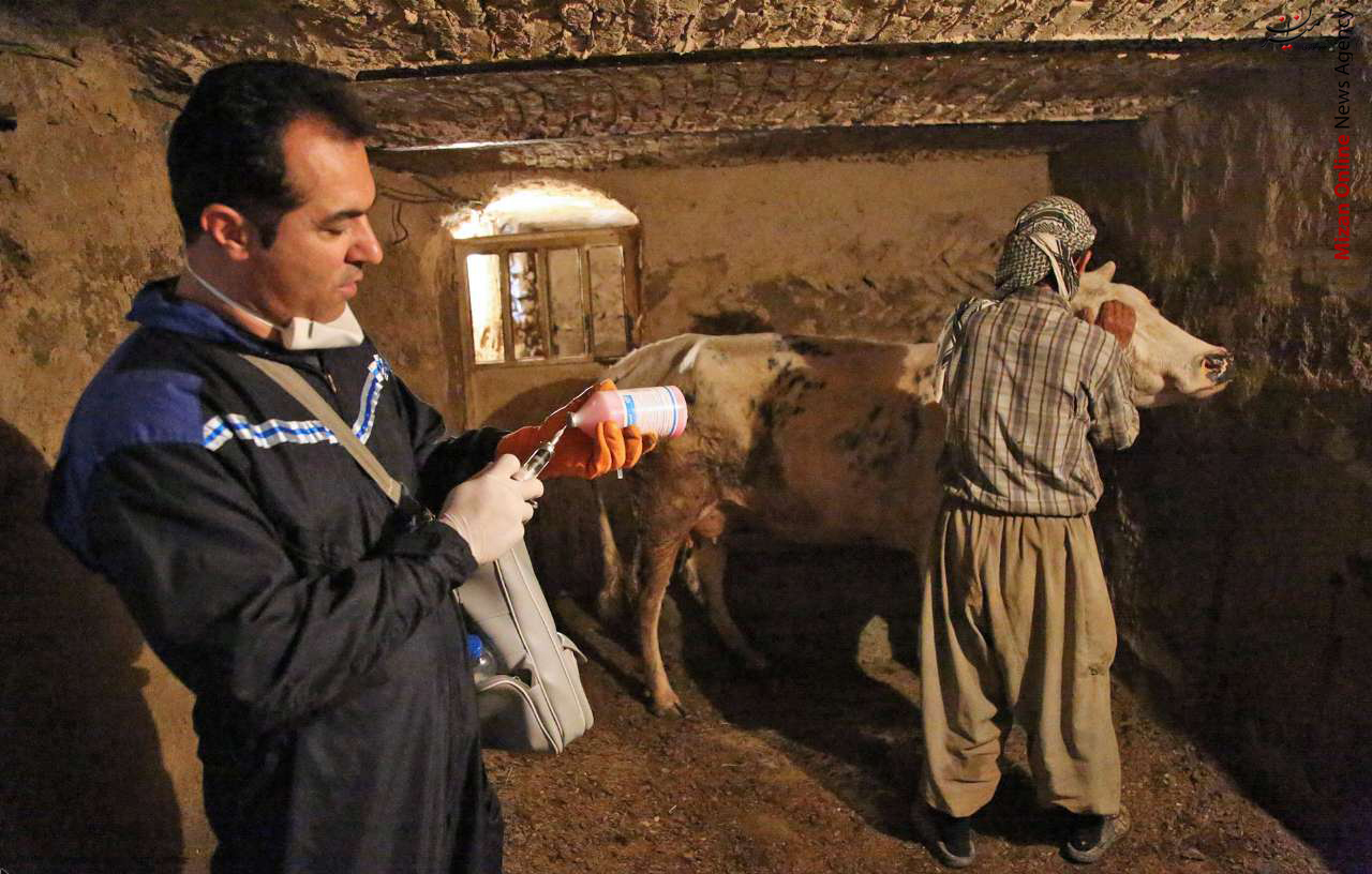 تب برفکی دام مایه کوبی تب برفکی دام در کردستان