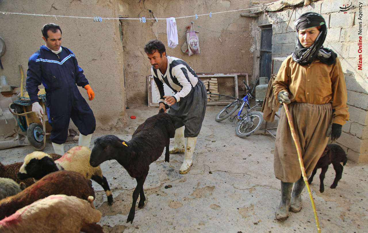 تب برفکی تب برفکی دام در کردستان