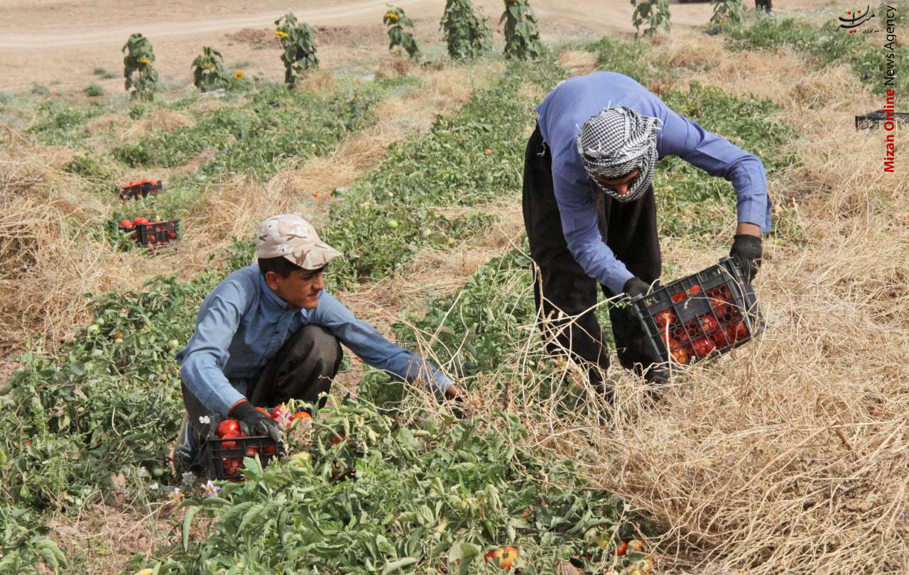 برداشت گوجه فرنگی از مزارع شهرستان مرزی +عکس