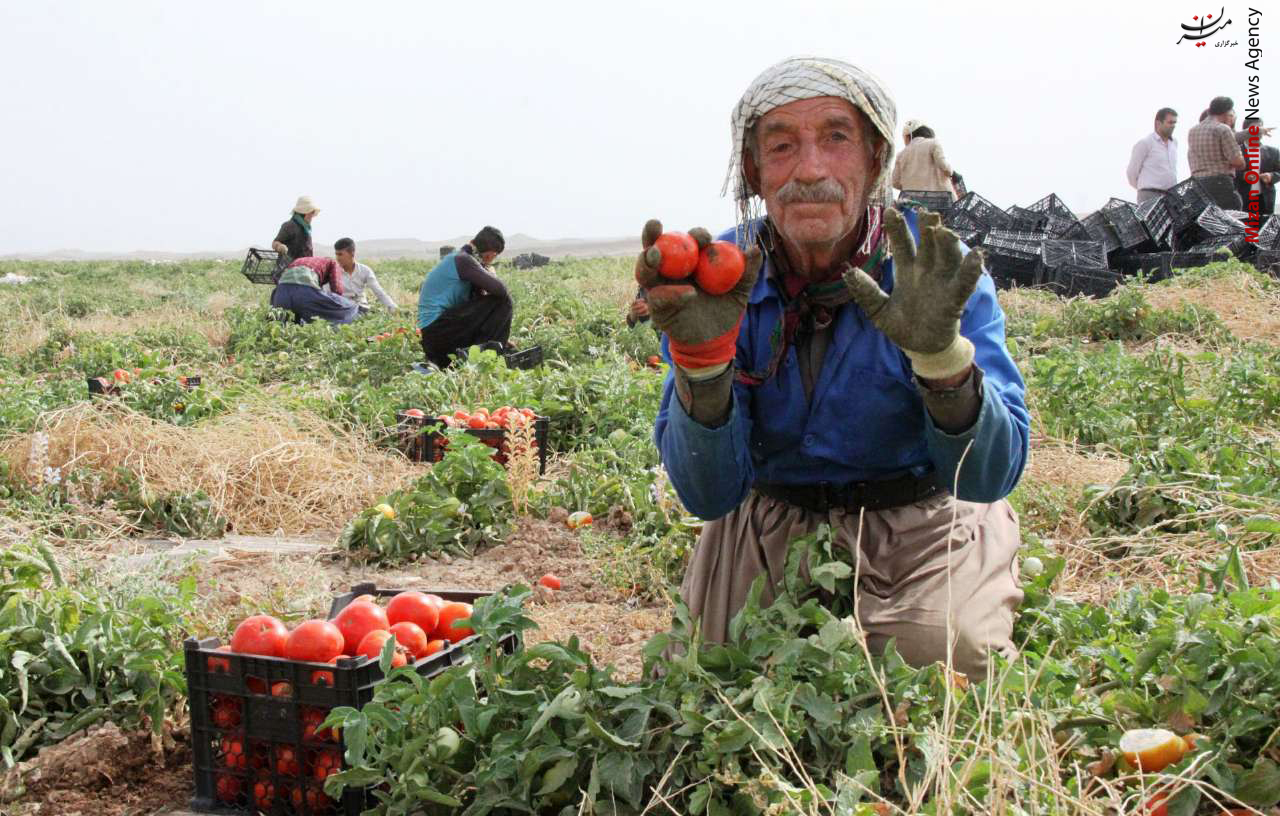 برداشت گوجه فرنگی از مزارع شهرستان مرزی +عکس