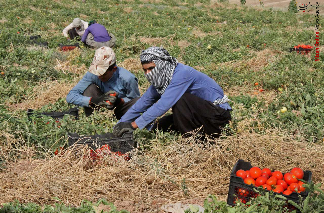 برداشت گوجه فرنگی از مزارع شهرستان مرزی +عکس